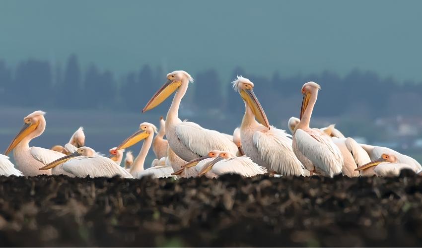 Great white pelicans in Lake Atanasovsko