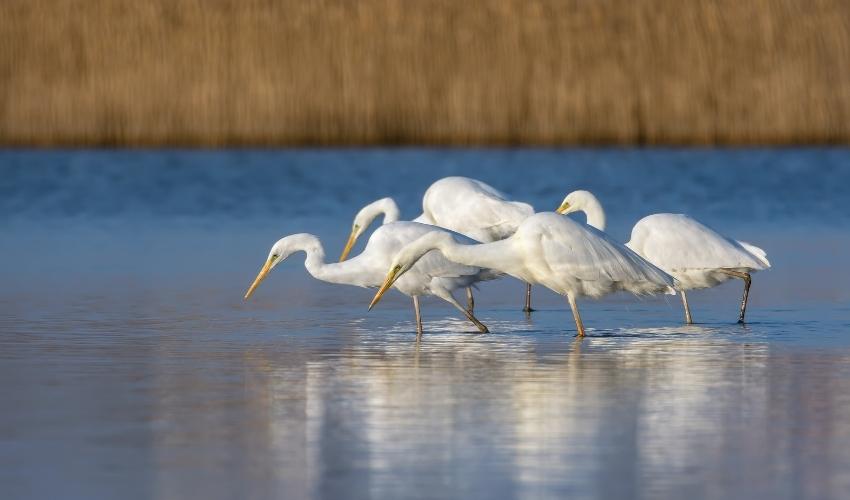 White herons in Lake Atanasovsko